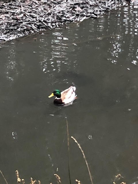 Mallard - Anonymous