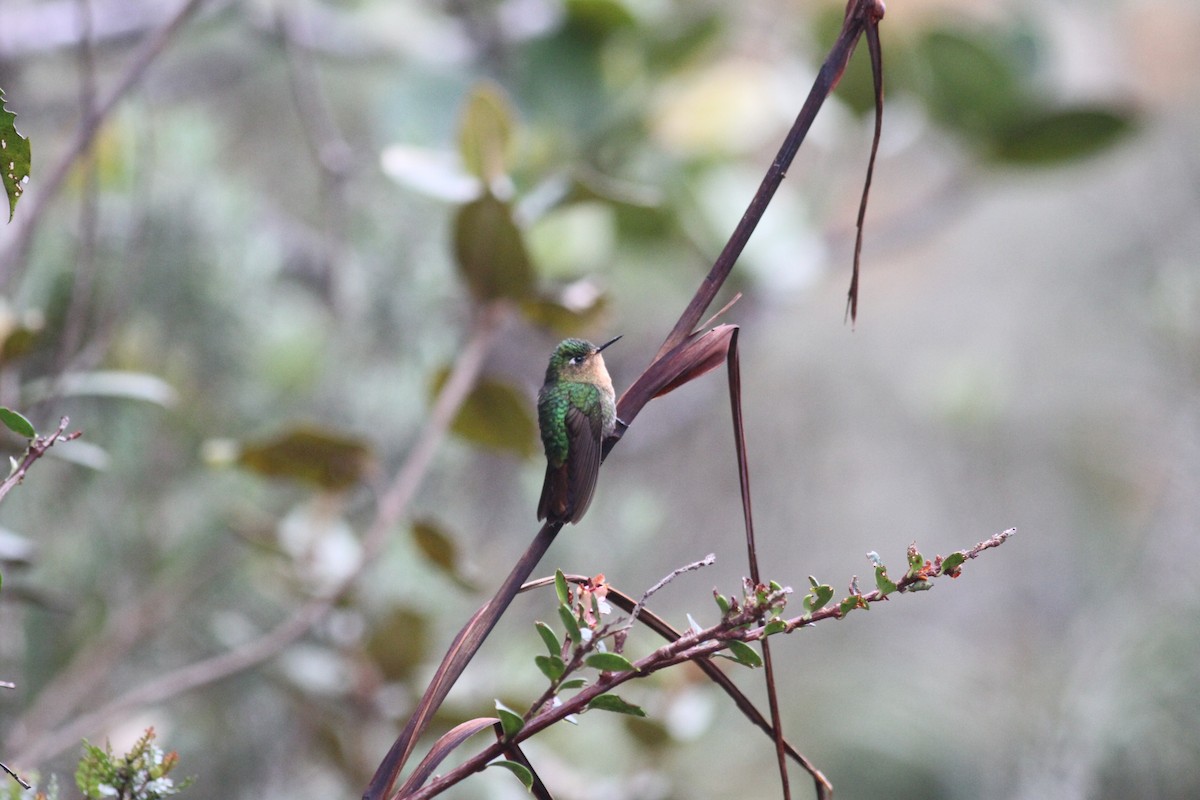 kolibřík dřišťálový - ML29409591