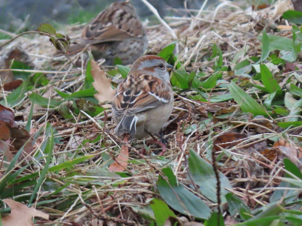 American Tree Sparrow - ML294096011