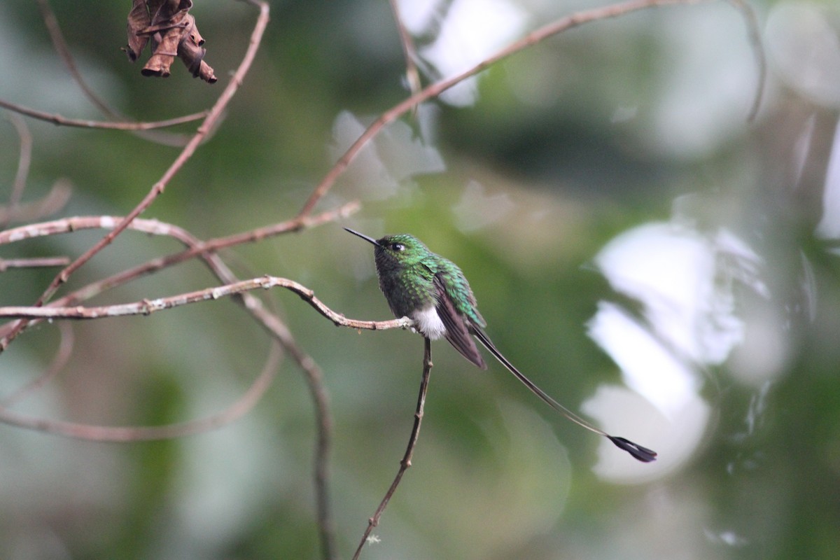 White-booted Racket-tail - John Kvarnback