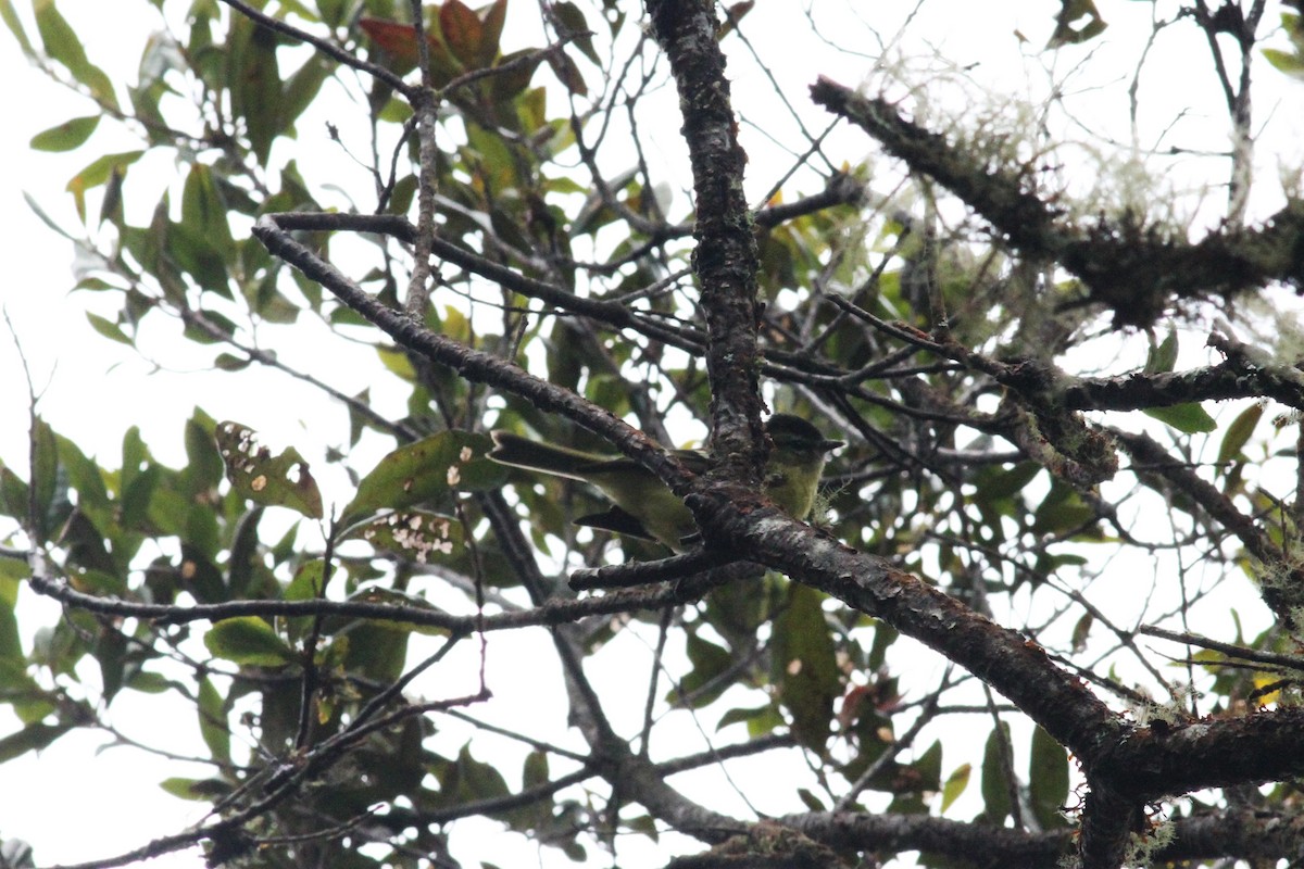 Black-capped Tyrannulet - ML29409811