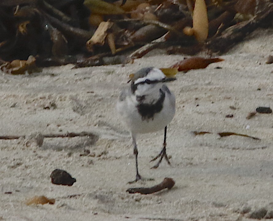 White Wagtail - ML294098161