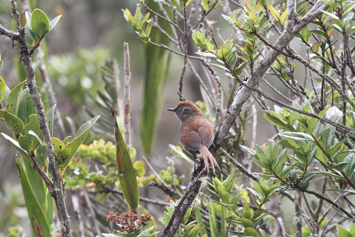 White-chinned Thistletail - ML29409841