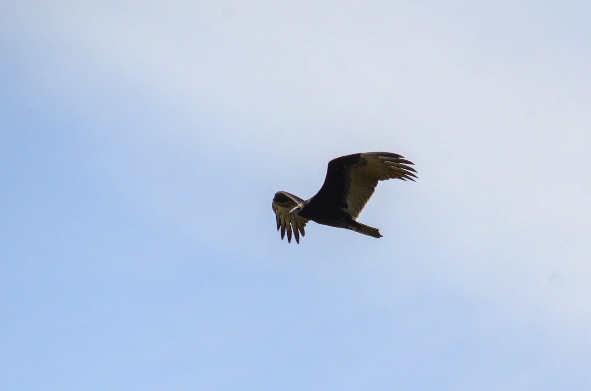 Turkey Vulture - ML294098871