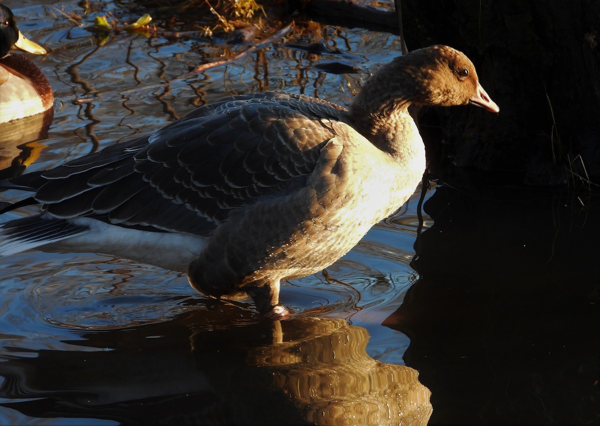 Pink-footed Goose - ML294100041