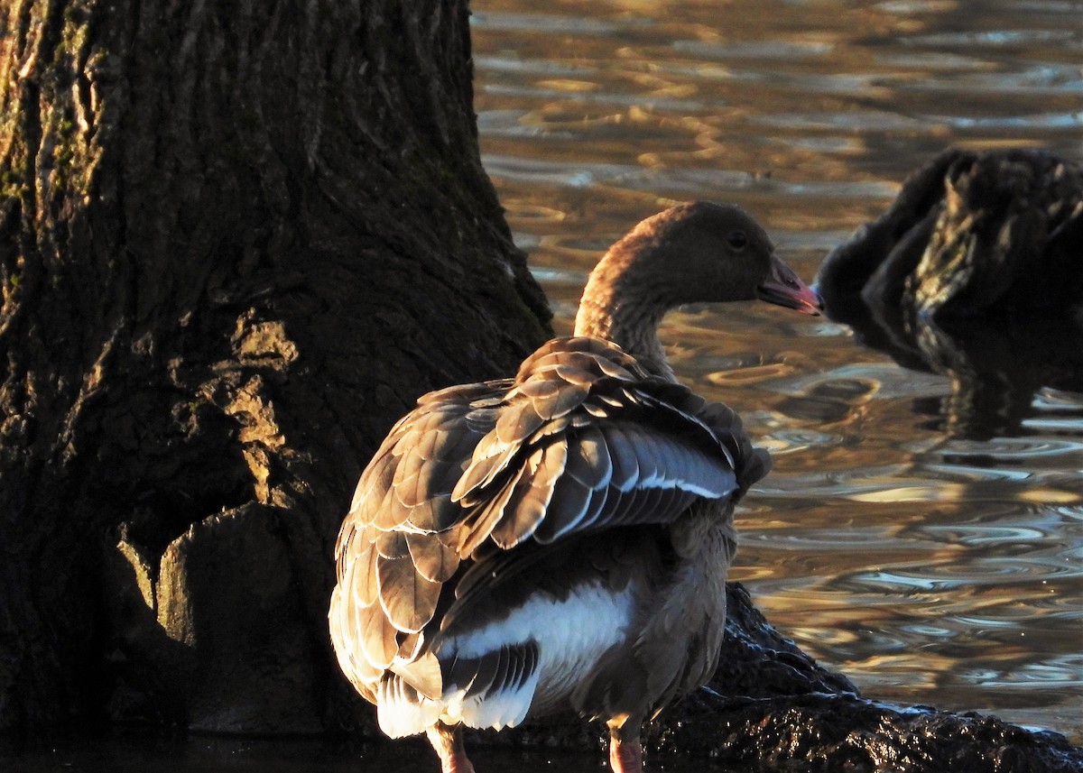 Pink-footed Goose - ML294100121