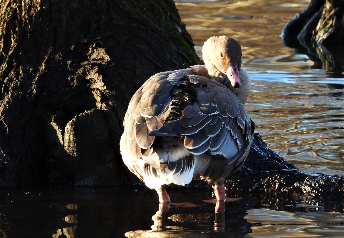 Pink-footed Goose - ML294100311