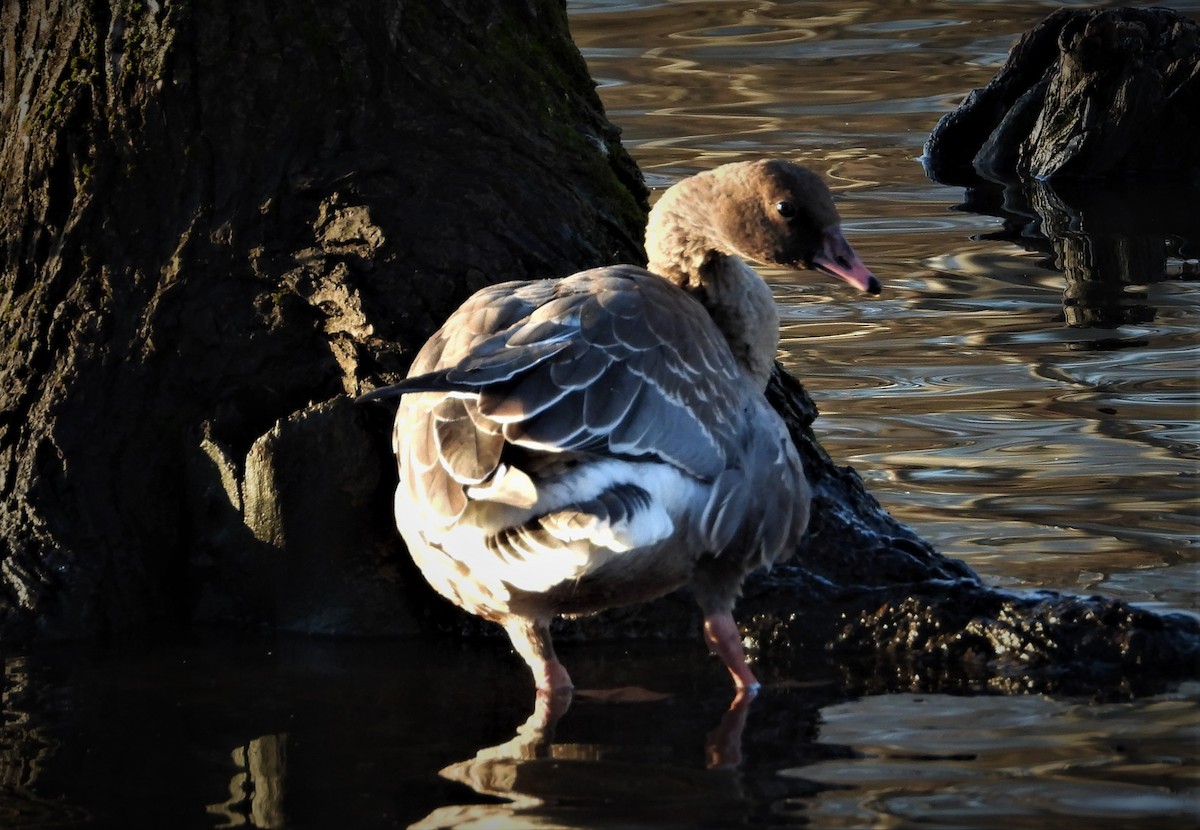 Pink-footed Goose - ML294100461