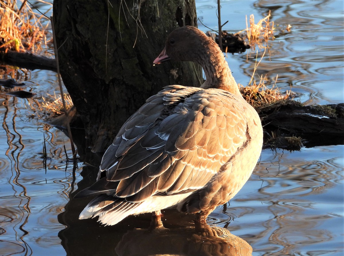 Pink-footed Goose - ML294100621
