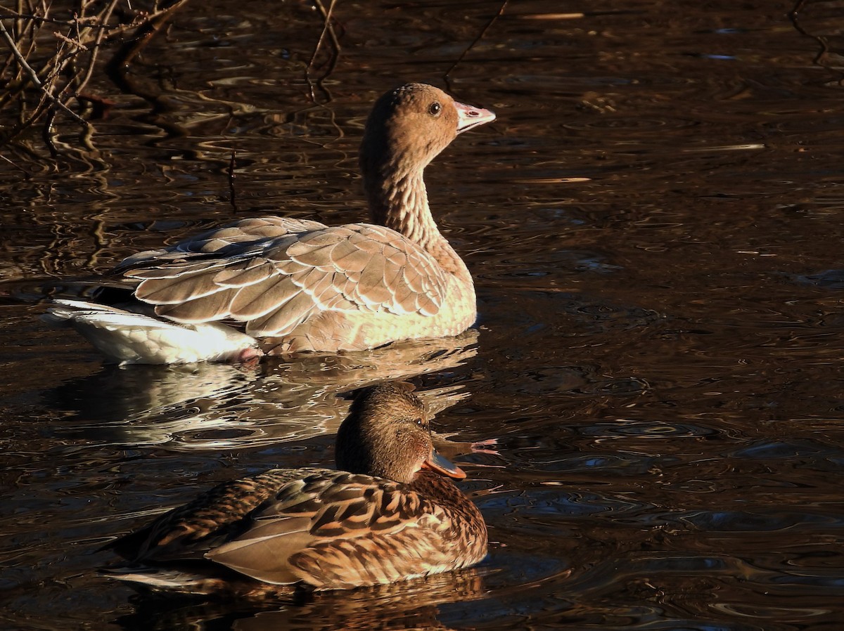 Pink-footed Goose - ML294100741