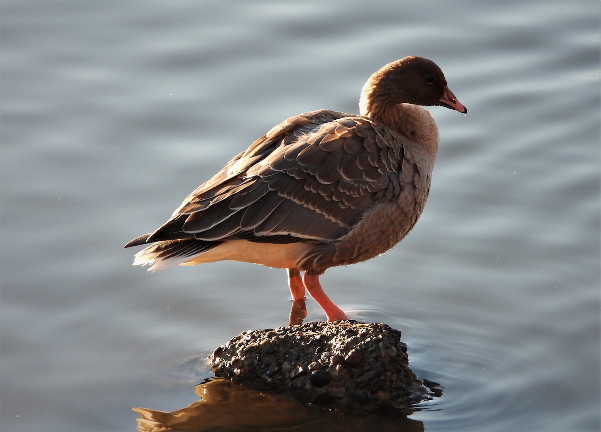 Pink-footed Goose - ML294100931