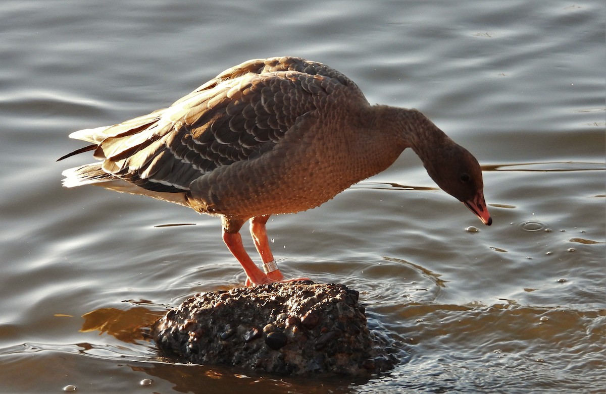 Pink-footed Goose - ML294100981