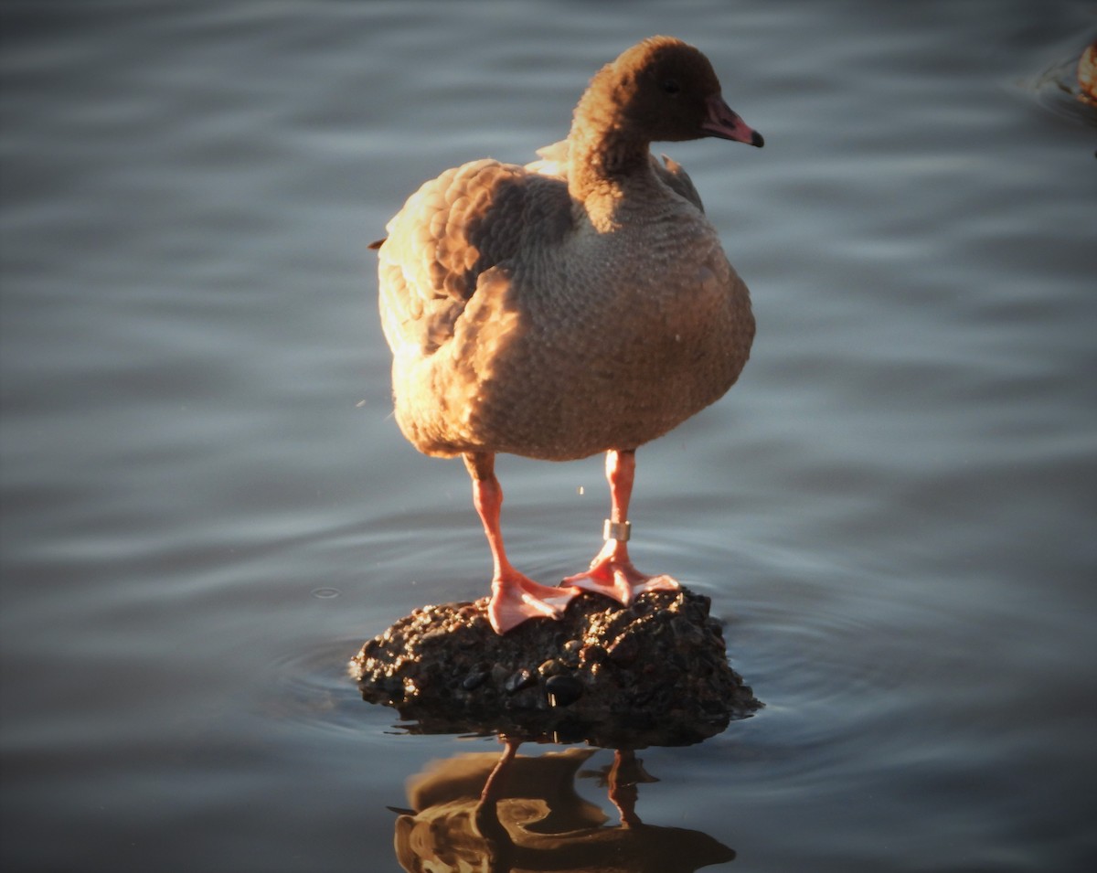 Pink-footed Goose - ML294101091