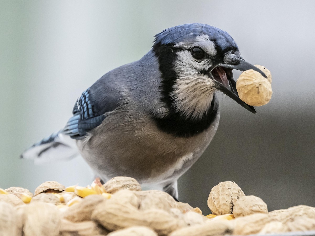 Blue Jay - Jim Linker