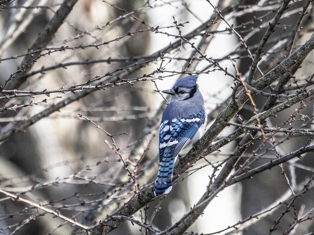 Blue Jay - Jim Linker