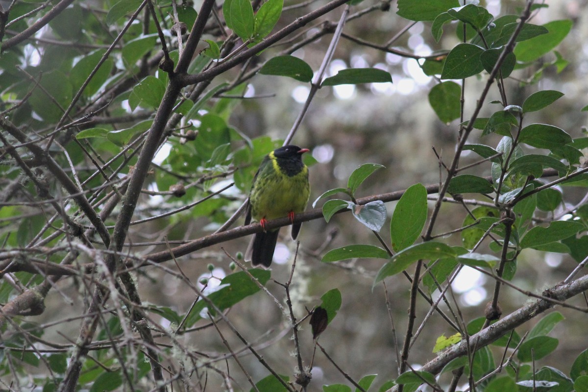 Green-and-black Fruiteater - John Kvarnback