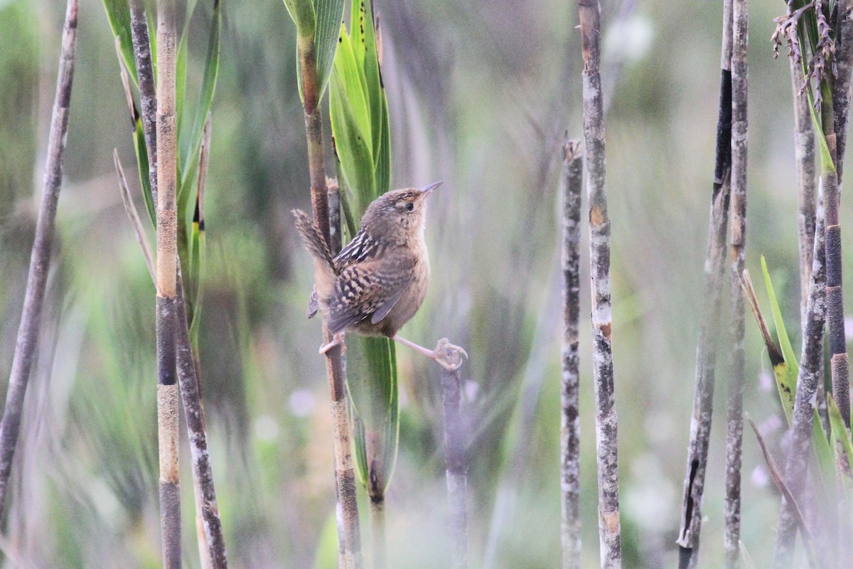 Grass Wren - John Kvarnback