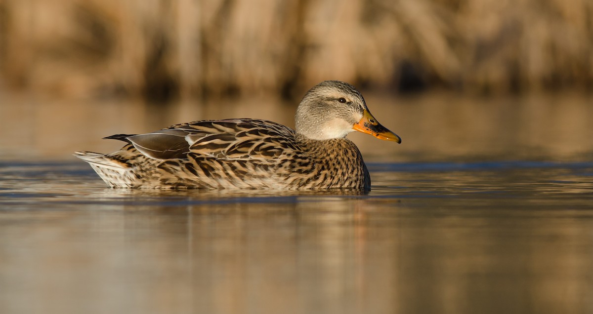 Mallard - Alix d'Entremont