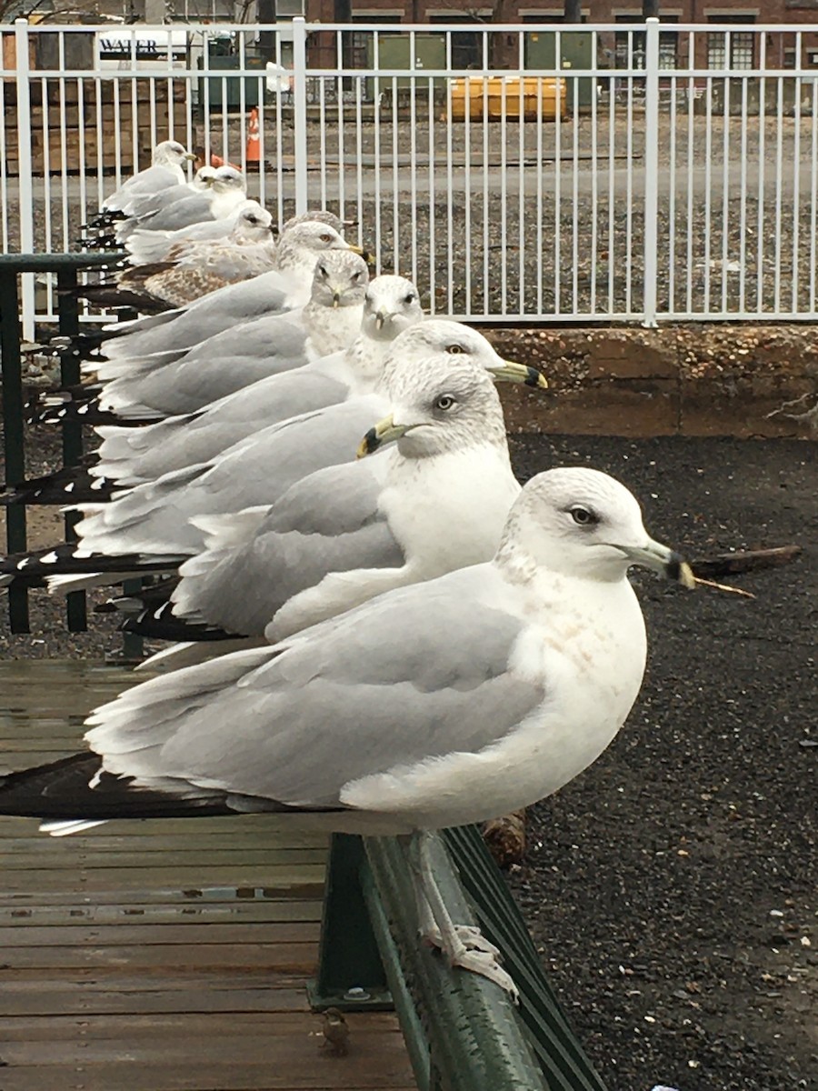 Ring-billed Gull - ML294105441