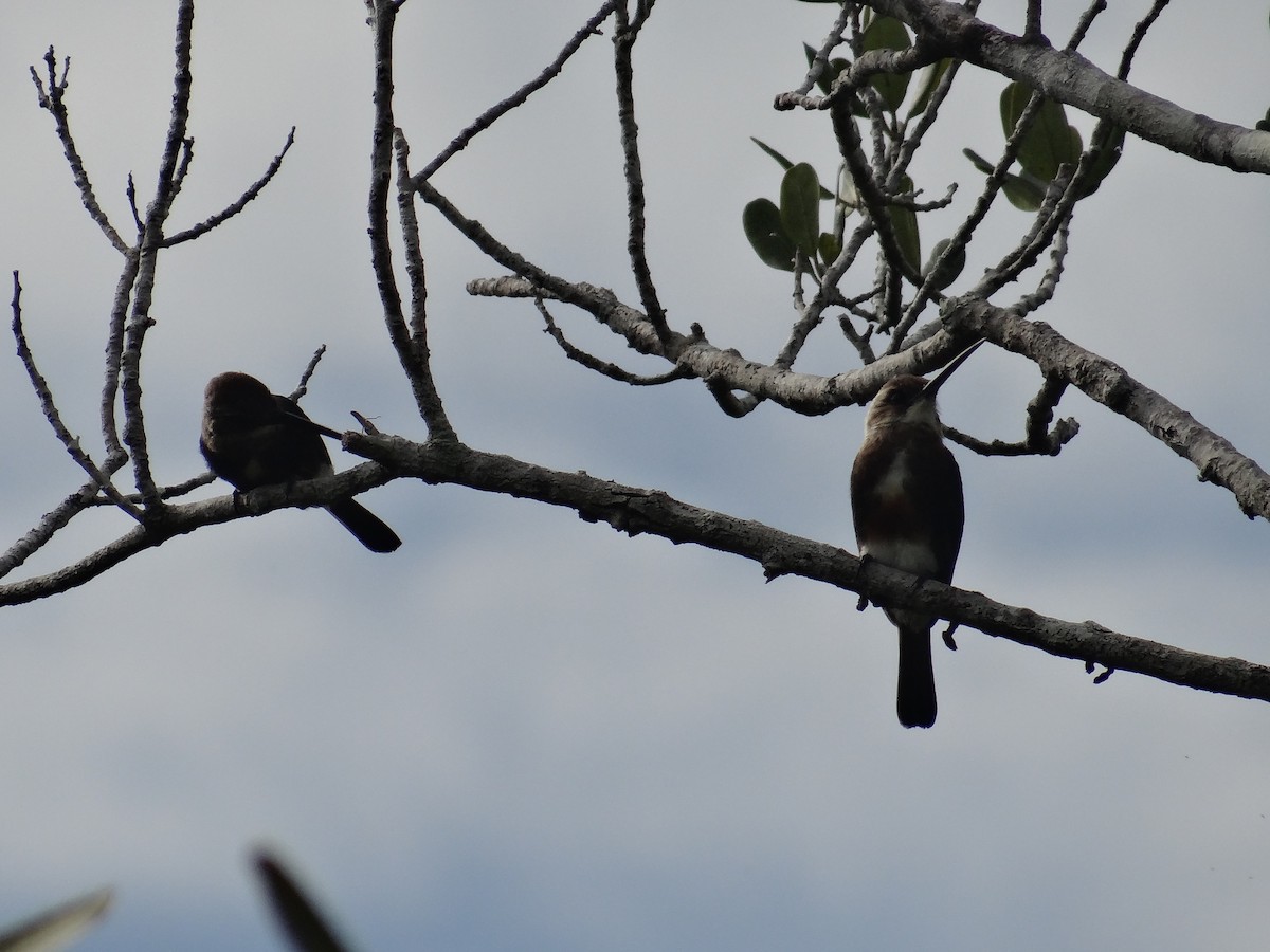 Pale-headed Jacamar - ML294105591