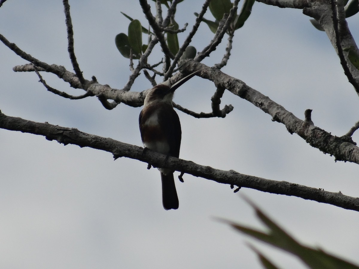 Pale-headed Jacamar - ML294105611