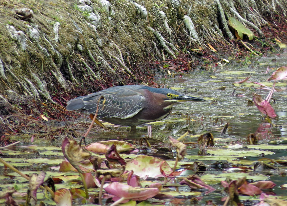 Green Heron - ML29410721