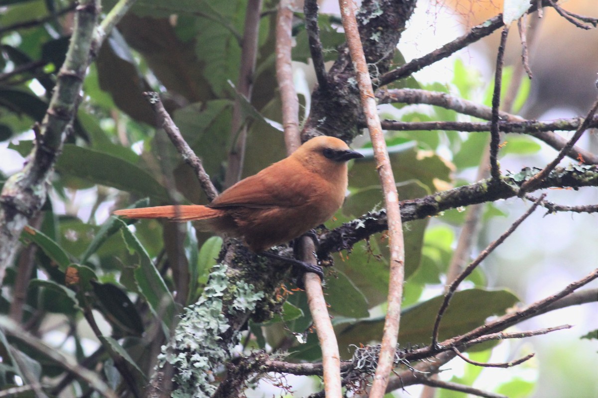 Rufous Wren - John Kvarnback