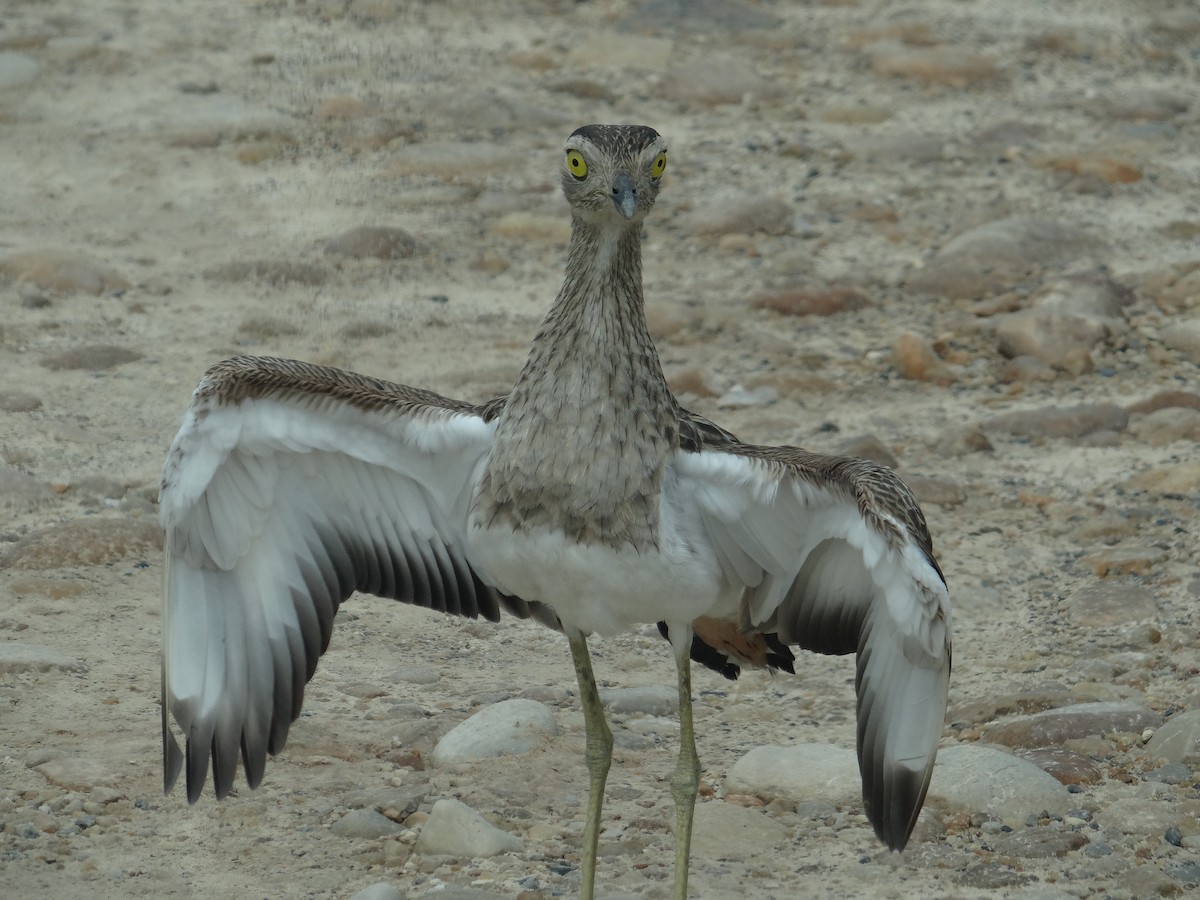 Double-striped Thick-knee - ML294108031