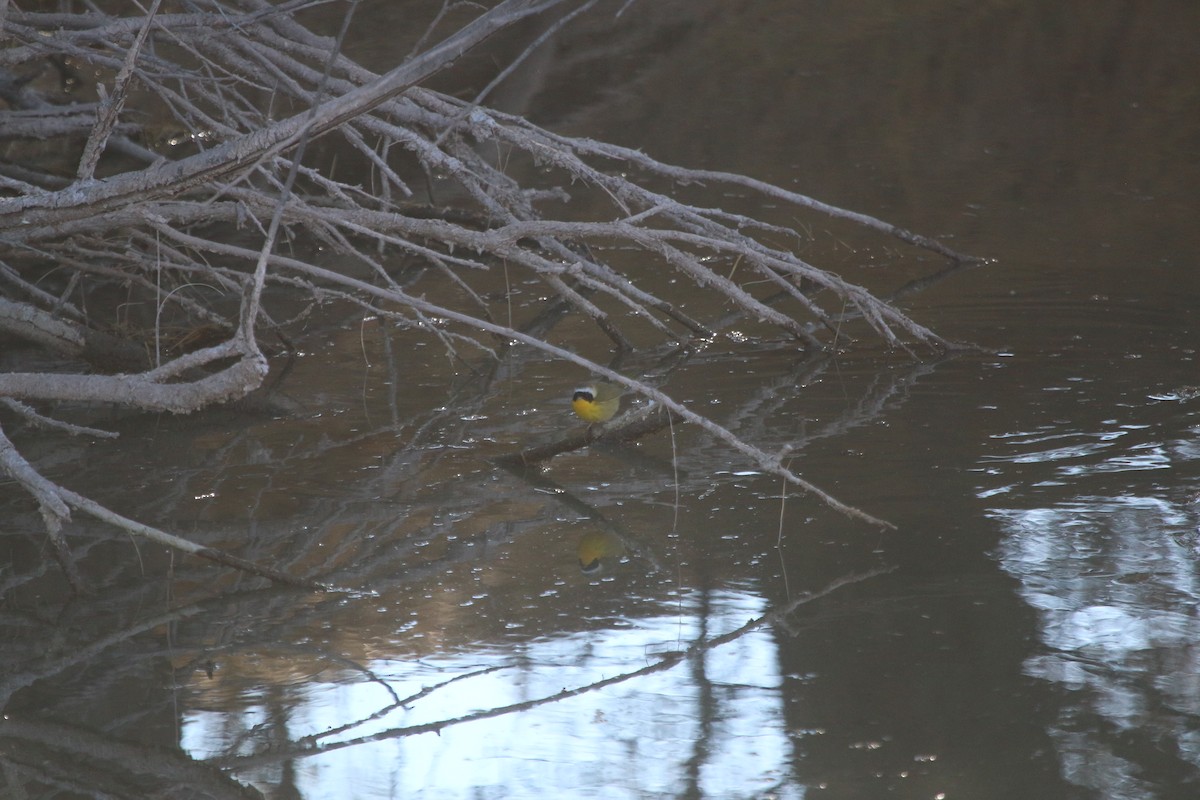 Common Yellowthroat - ML294108781