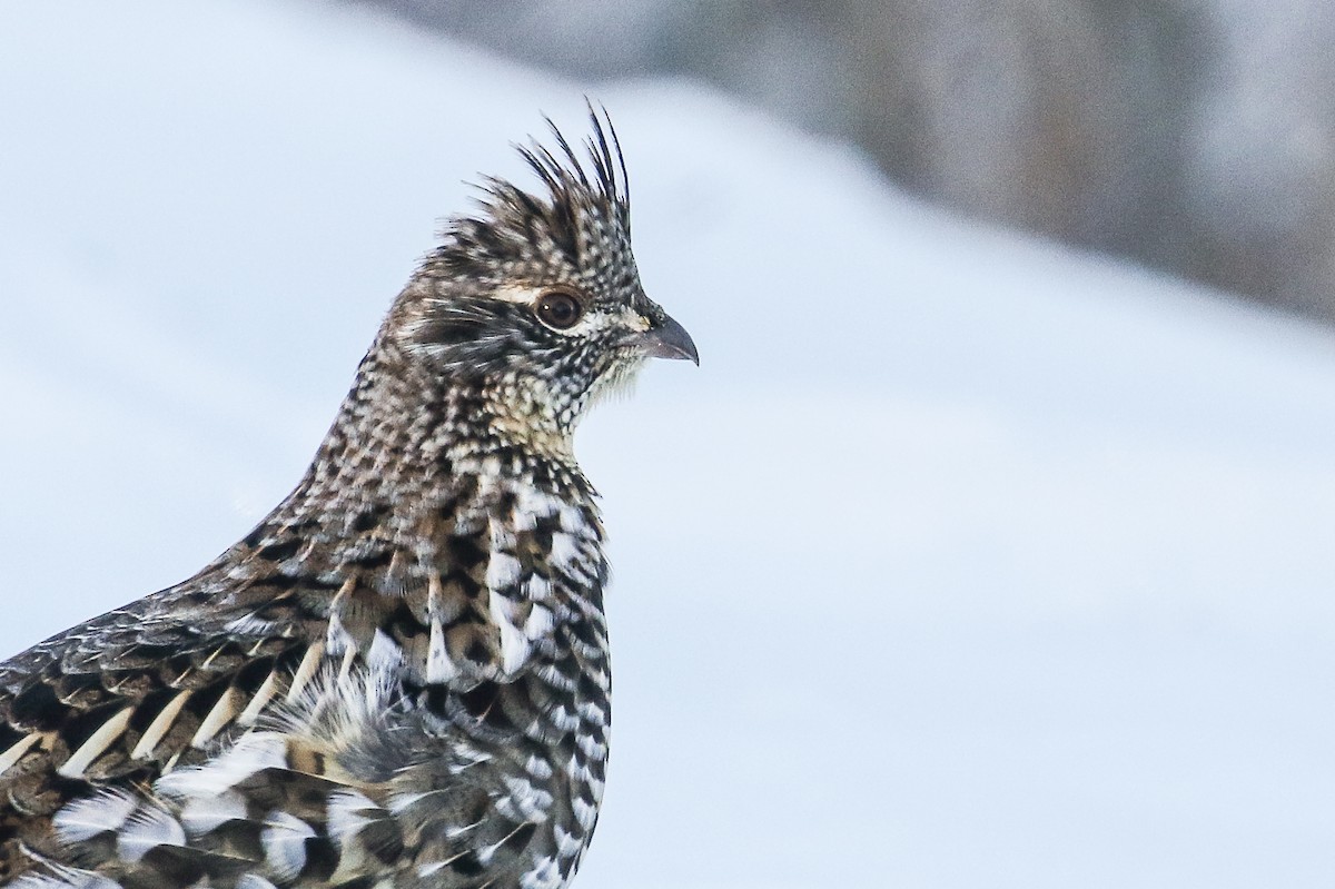 Ruffed Grouse - Ethan Denton