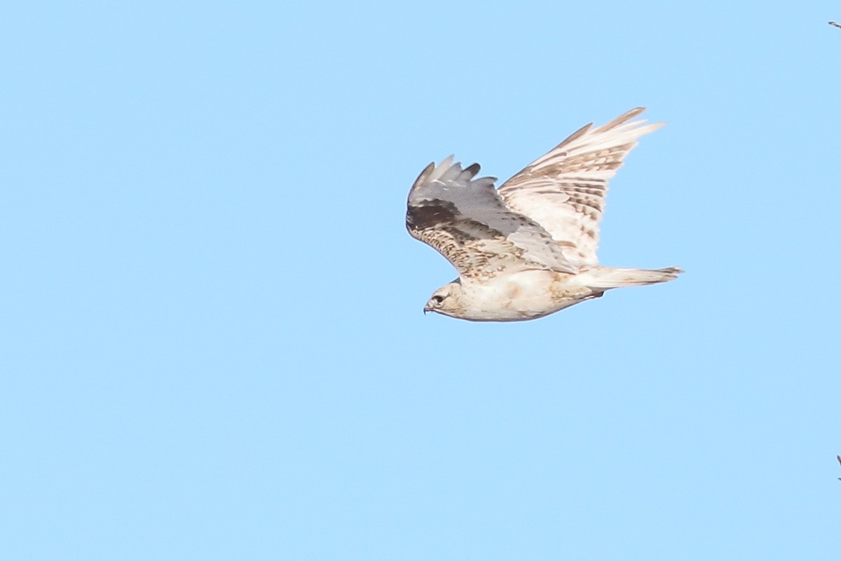 Rough-legged Hawk - Ethan Denton