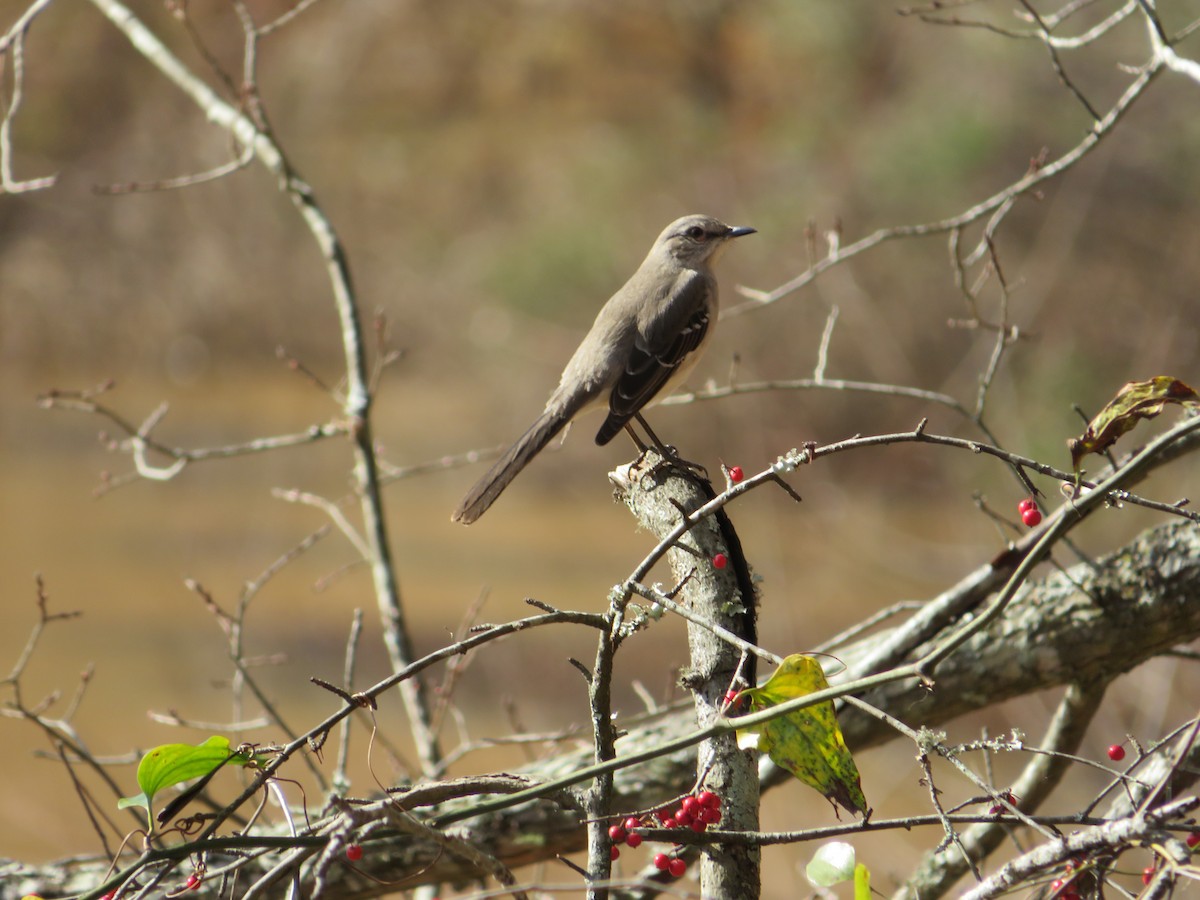 Northern Mockingbird - ML294110671