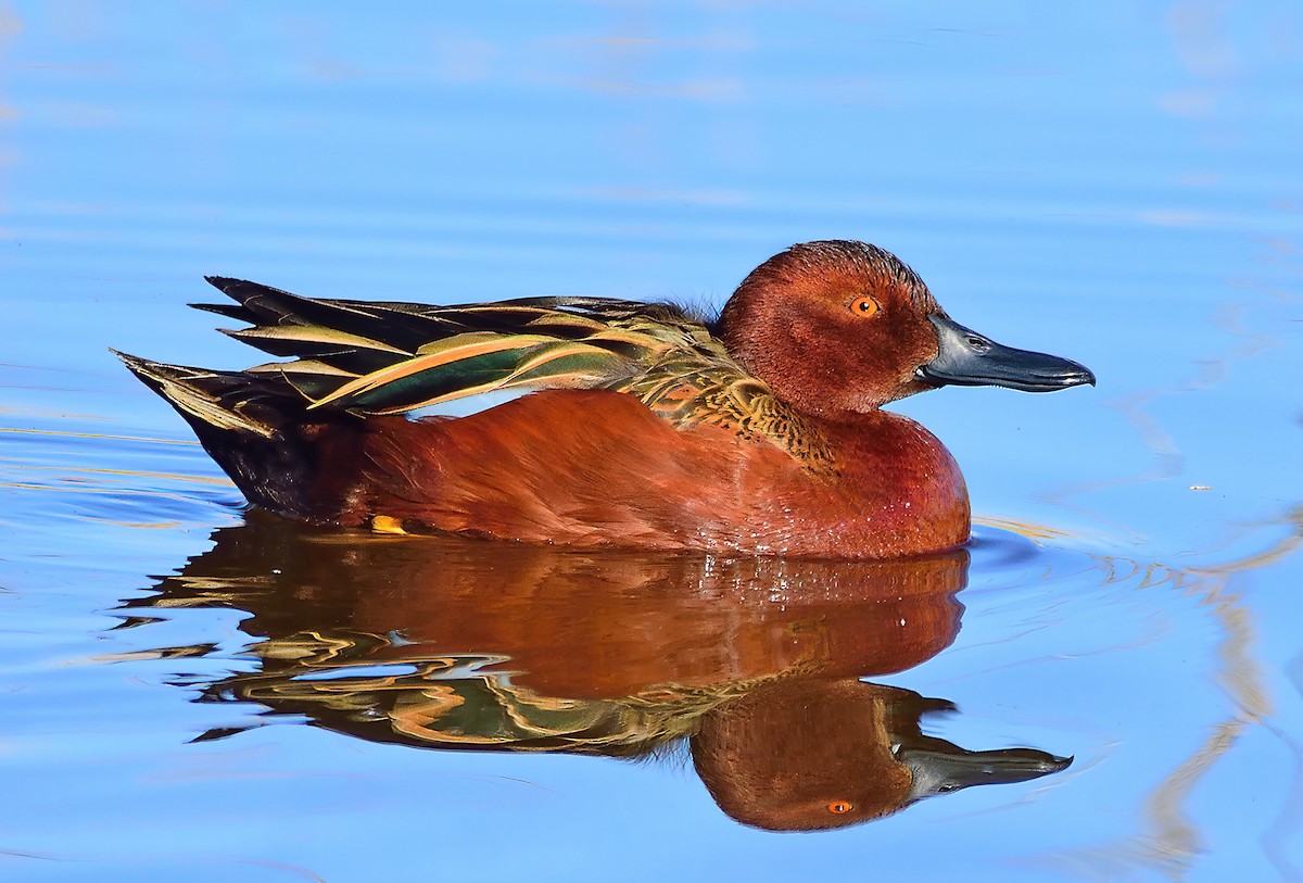 Cinnamon Teal - Ad Konings