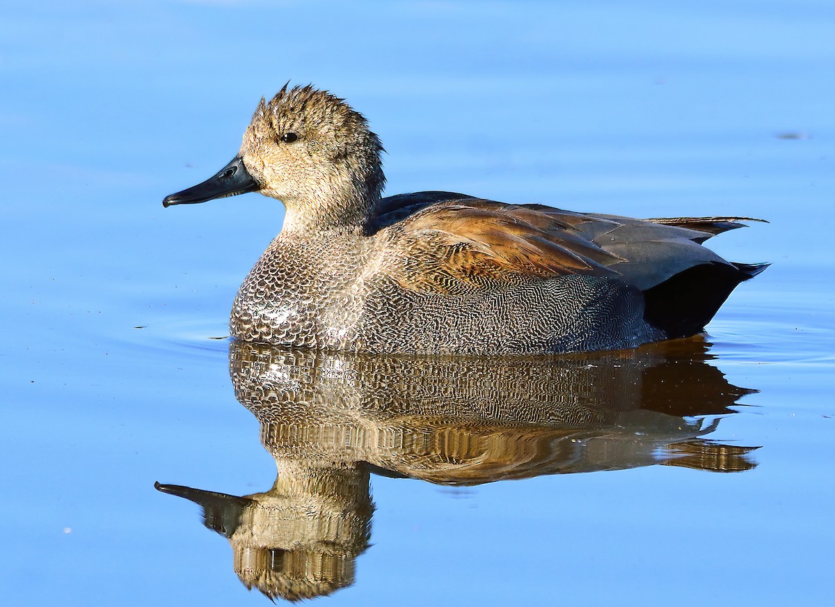 Gadwall - ML294115551