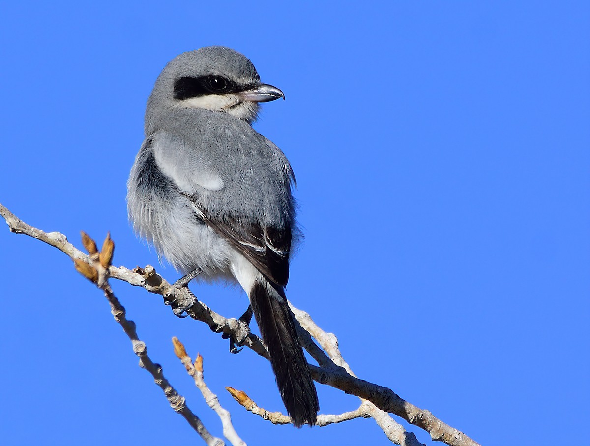 Loggerhead Shrike - Ad Konings