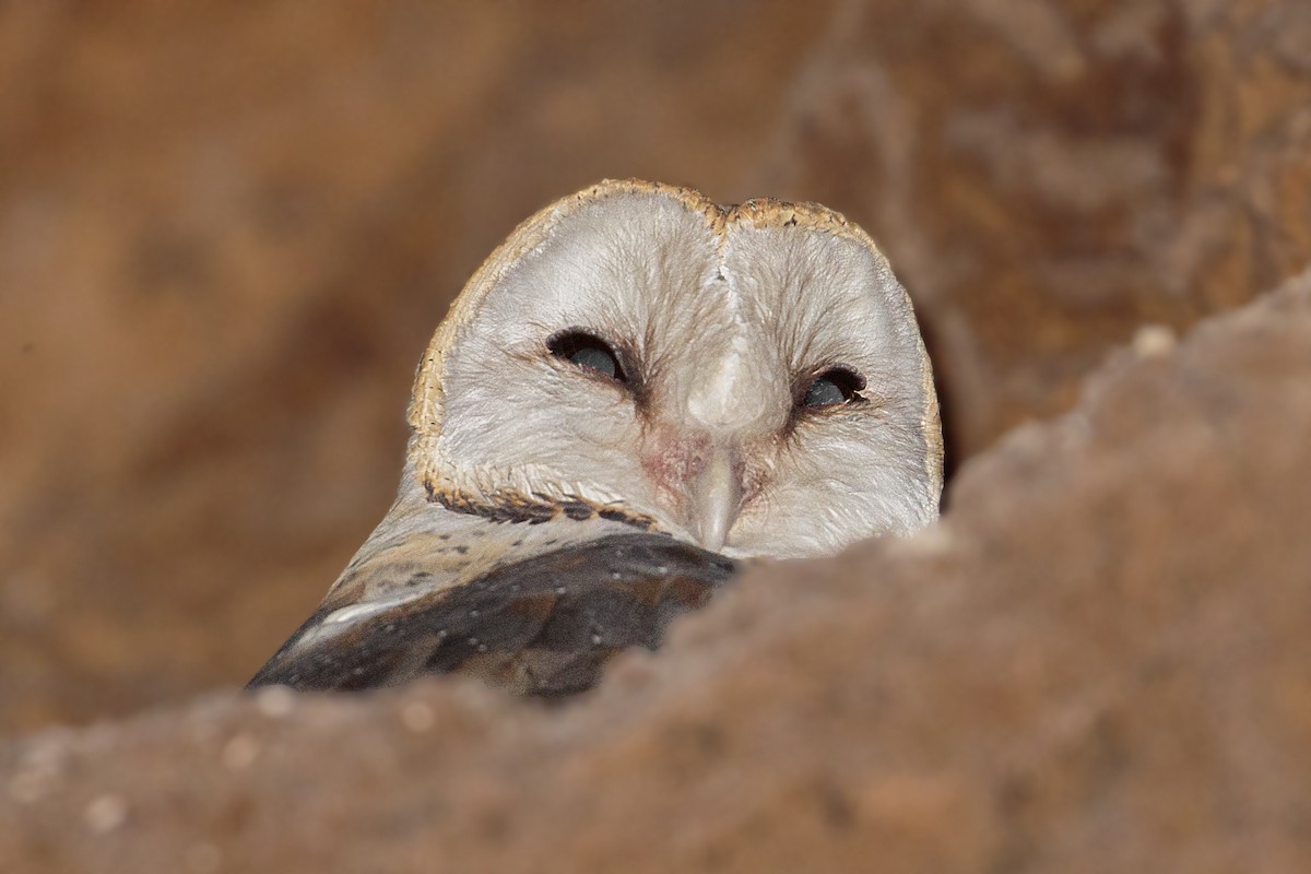 Barn Owl (African) - Bradley Hacker 🦜
