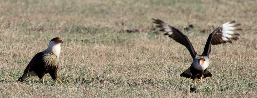 Crested Caracara (Northern) - Carol Sal