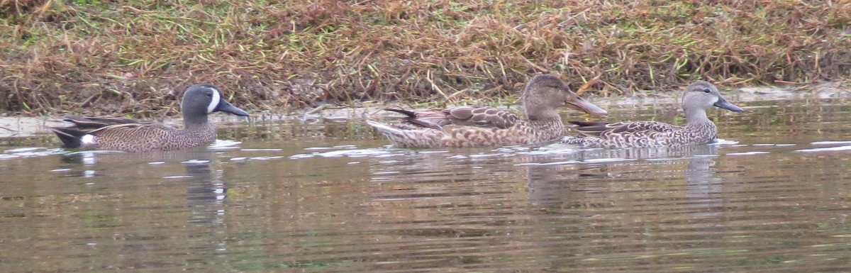 Northern Shoveler - ML294119511