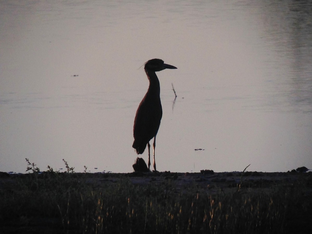 Yellow-crowned Night Heron - ML29412201
