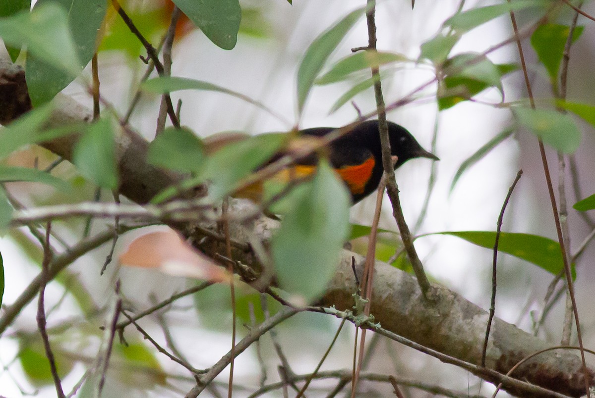 American Redstart - ML294122721