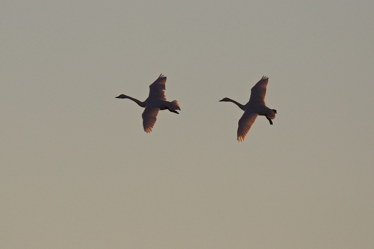 Tundra Swan (Bewick's) - Marc Gálvez