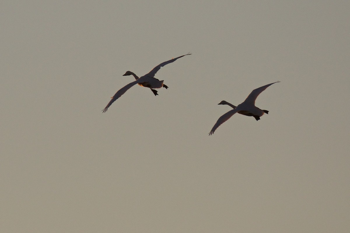 Tundra Swan (Bewick's) - Marc Gálvez