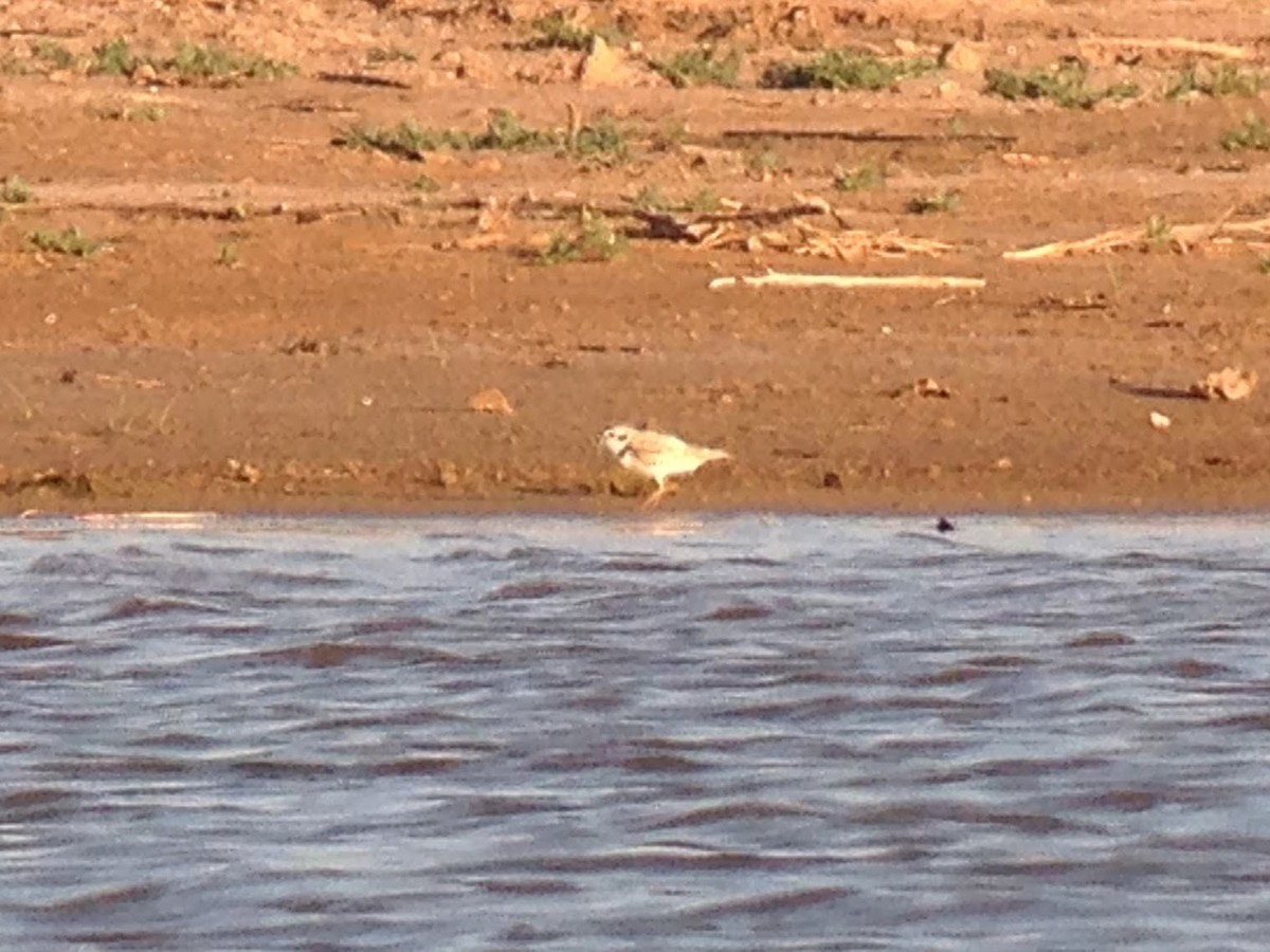 Snowy Plover - Sean Fitzgerald