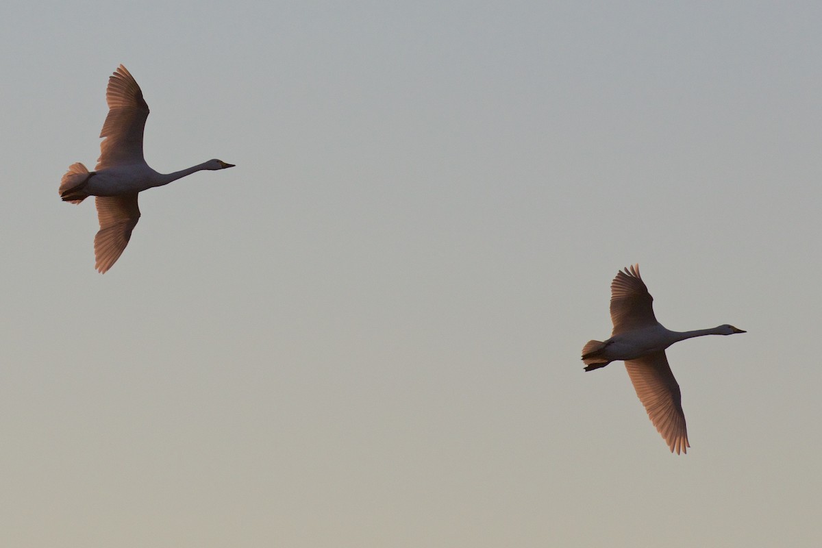 Tundra Swan (Bewick's) - Marc Gálvez