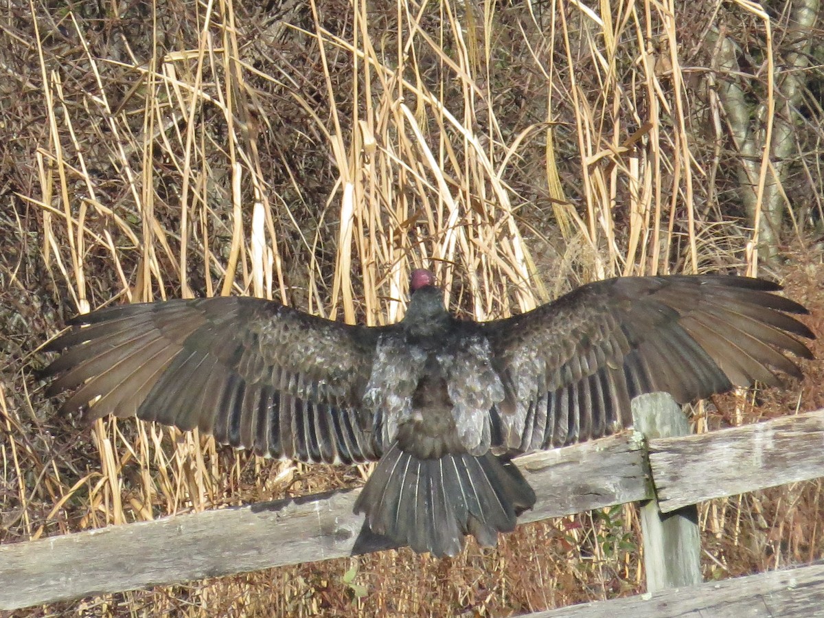 Turkey Vulture - Ray Miskowski