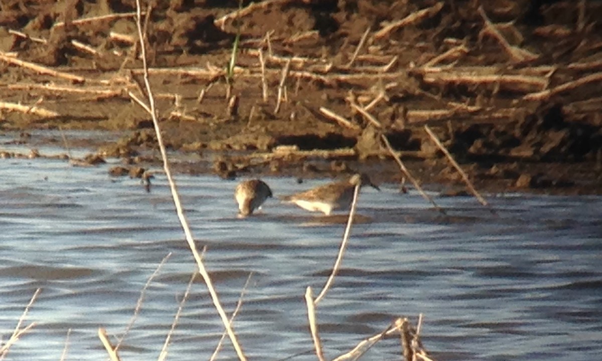 White-rumped Sandpiper - ML29412441