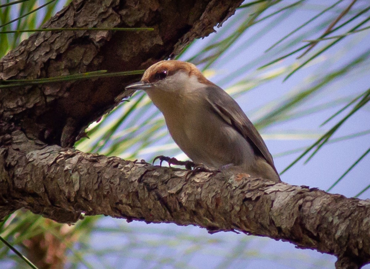 Brown-headed Nuthatch - ML294124841