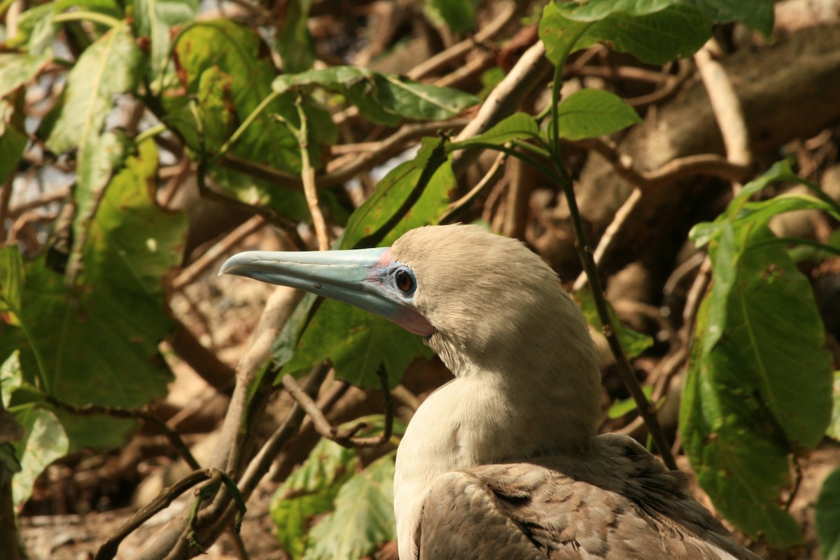Red-footed Booby - ML294125041