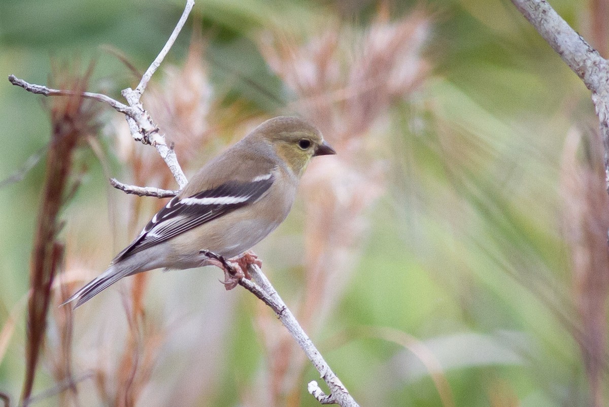 American Goldfinch - ML294125371