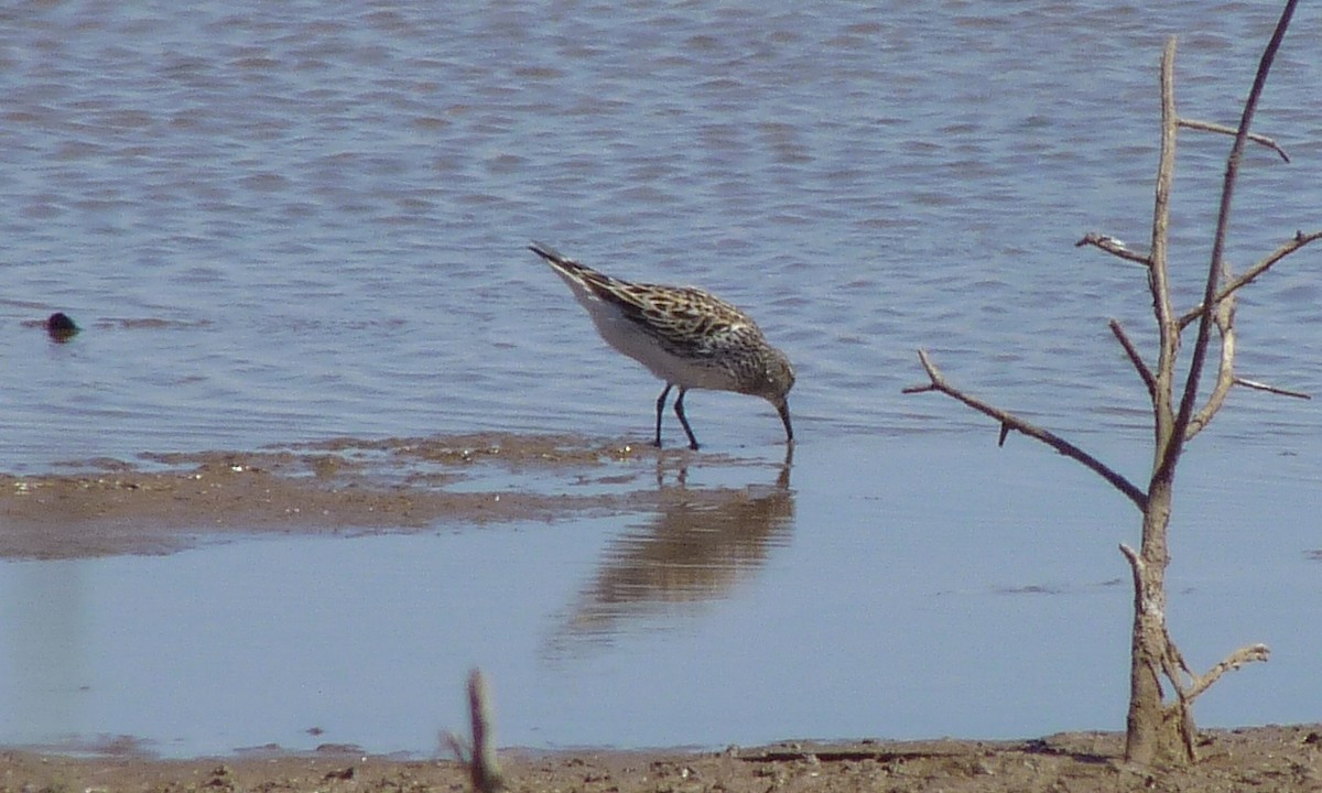 White-rumped Sandpiper - ML29412561